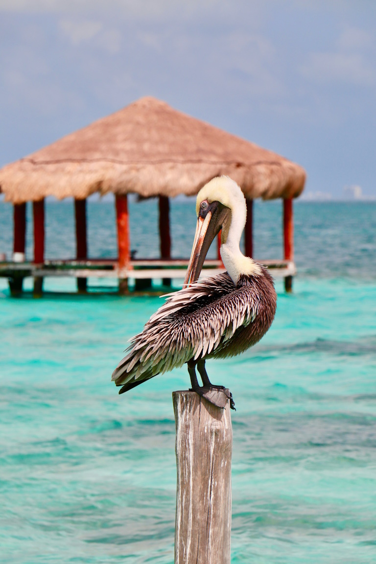 pelican on post in puerto morelos
